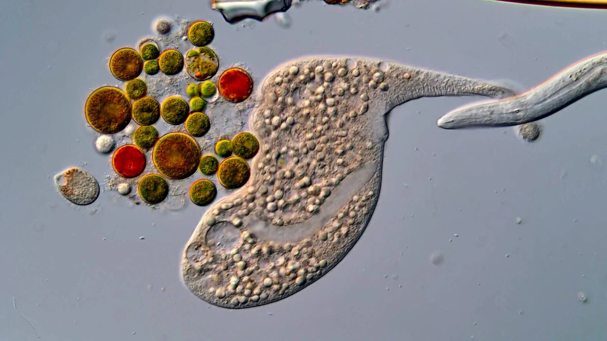 Nikon Small World in Motion still of a Dileptus protist beside green and red cells under a microscope